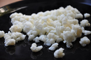 Milk Kefir Grains