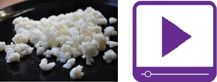 Milk Kefir Grains + Video Course