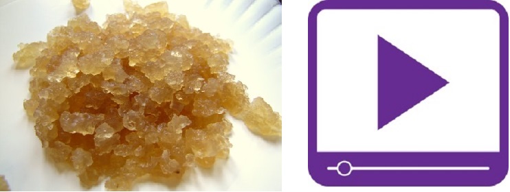 Water Kefir Grains + Video Course