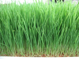 Wheatgrass