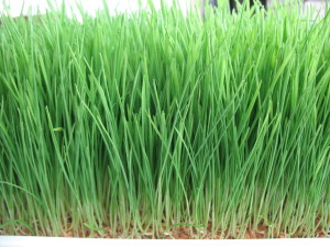 Wheatgrass