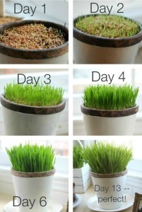 how to grow wheatgrass at home