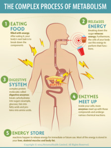 Metabolism